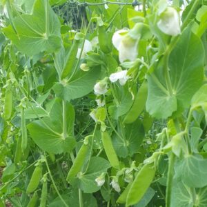 sugar snap peas growing in Ireland
