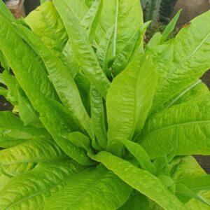 Strela Green lettuce variety