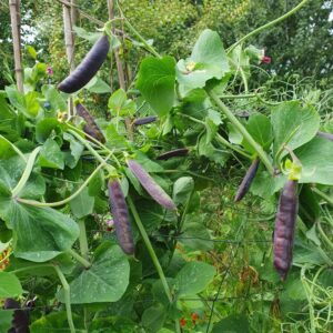 Sugar Snap Pea 'Magnolia Tendril' - Irish Seed