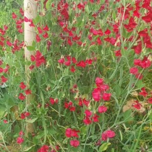 Red Sweet Pea Flowers