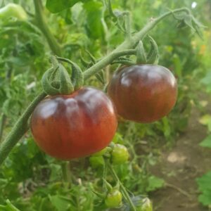 black strawberry tomatoes growing in Ireland