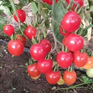 Tomato 'Gardener's Delight' - Irish Seed