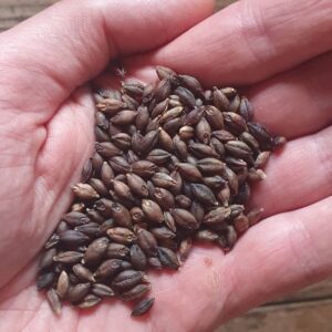 black hulless barley