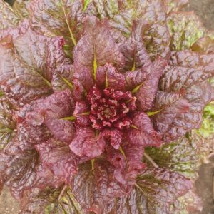 red lettuce head