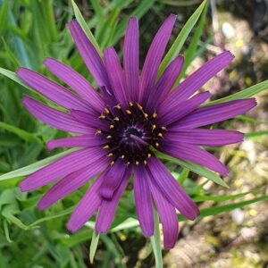 salsify flower