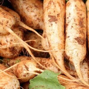 Radish 'White Icicle' - Irish Seed