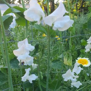 white sweet pea flowers