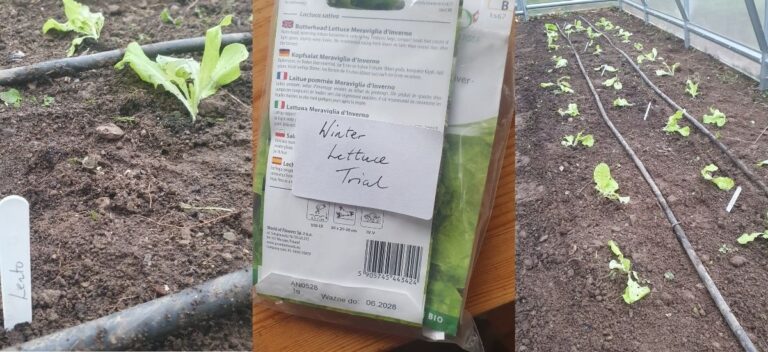 growing lettuce through winter in Ireland