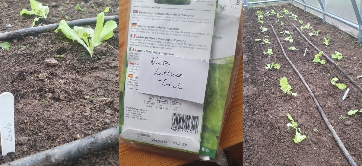 Winter Butterhead Lettuce Trial