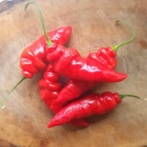 Red Bolivian Hairy Chillies