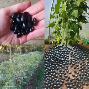 collection of black coloured bean seeds