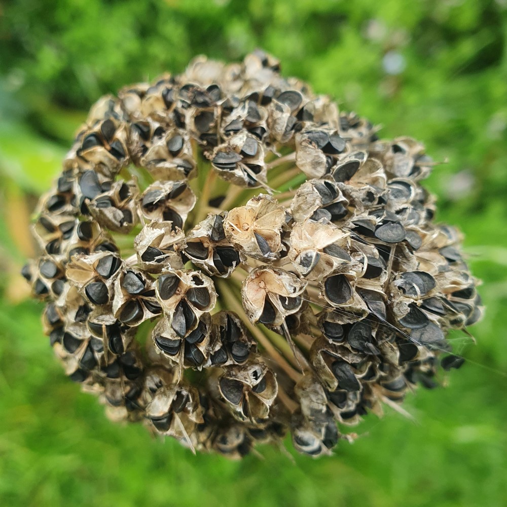Welsh Onion 'Red Stem' - Irish Seed - Image 2