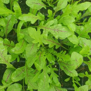 red veined rocket salad leaves