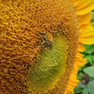 Dwarf Sunflower 'Sunspot' - Irish Seed