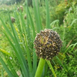 Welsh Onion 'Red Stem' - Irish Seed