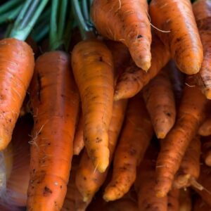 Carrot 'Lenka' - Irish Seed