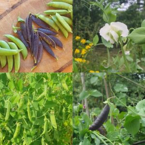 Sugar Snap Collection - Irish Seed