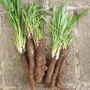 Scorzonera roots