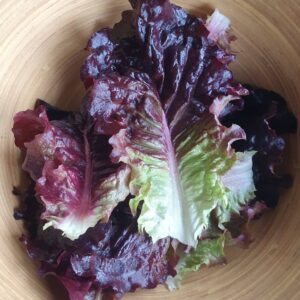 Lettuce 'Apache' - Irish Seed