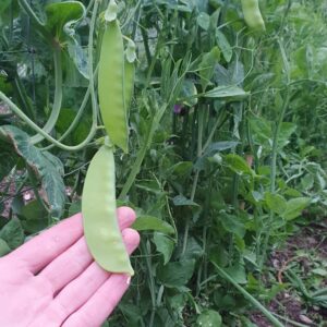 Mangetout Pea 'Green Beauty' - Irish Seed