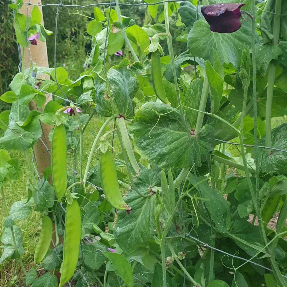 Mangetout Pea 'Green Beauty' - Irish Seed - Image 3