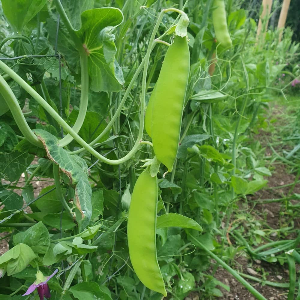 Mangetout Pea 'Green Beauty' - Irish Seed - Image 2