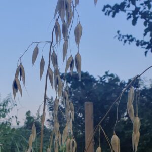 black hulled oats growing