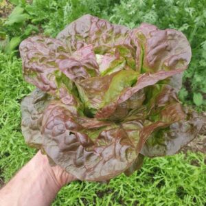 hand holding a head of butterhead lettuce