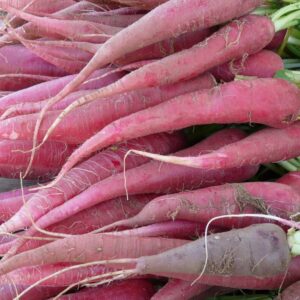 long rooted red radishes