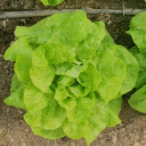 head of green butterhead lettuce