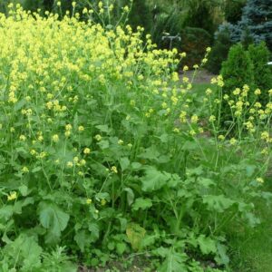 White Mustard 'Maryna' - Irish Seed