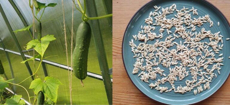 cucumbers growing and their seeds