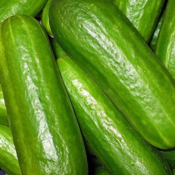 Smooth Skinned Cucumbers