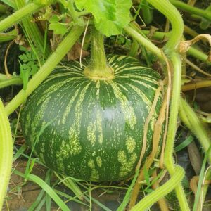 asterix variety of squash growing