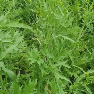 Mizuna plants