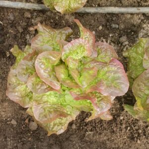 red tinged butterhead lettuce