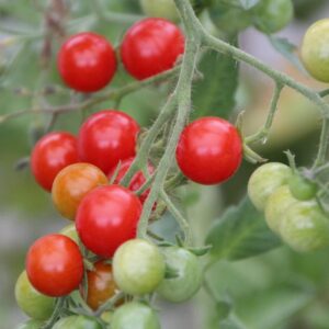 red cherry tomatoes on a truss