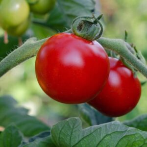 red tomato variety called bloody butcher growing in Ireland