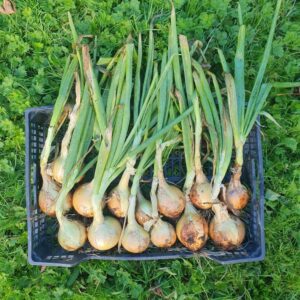large onion bulbs