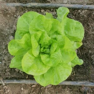 Winter Wonder Butterhead Lettuce growing in Ireland