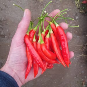 red chillies in a hand
