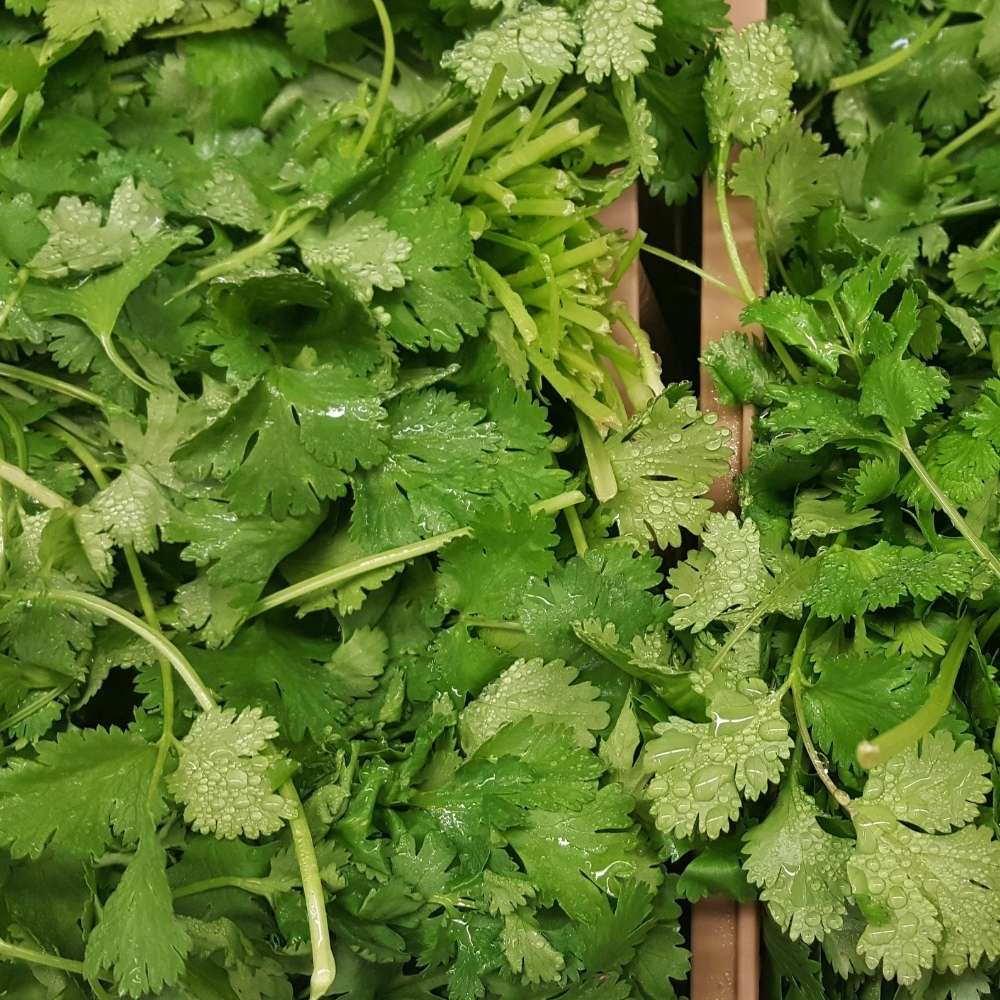 cilantro leaves