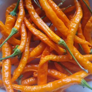 thai orange hot chillies