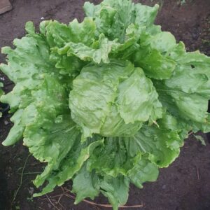 large iceberg lettuce head