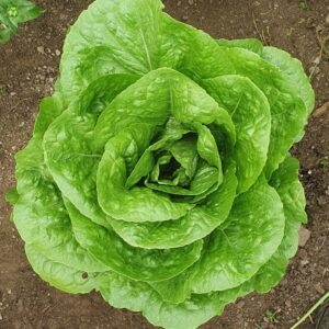 little gem lettuce head