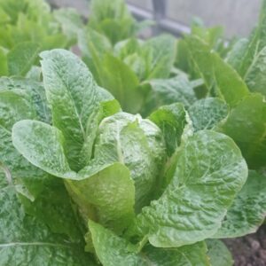 Romain lettuce growing in polytunnel