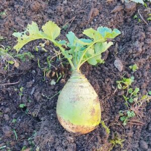 Swede with green skin