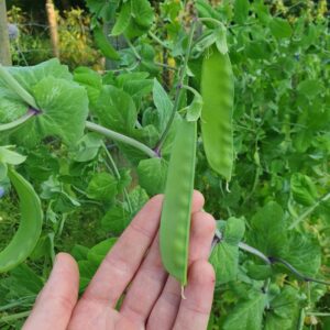 mangetout pea