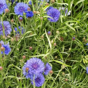 Blue cornflowers