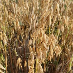 hulless oats ripening